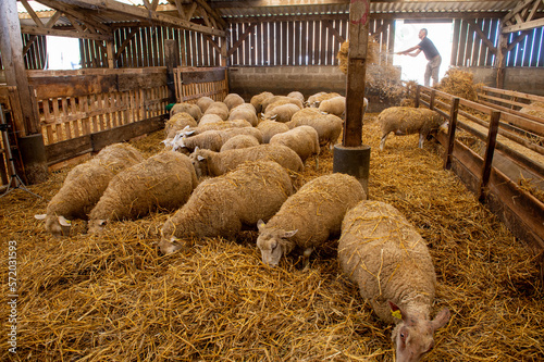 Distribution de paille pour les brebis à la bergerie par l'éleveur. Race Romane et Ile de France