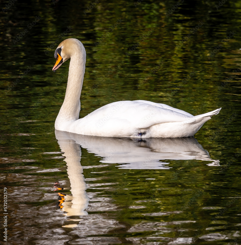 Fototapeta premium Swan Reflected