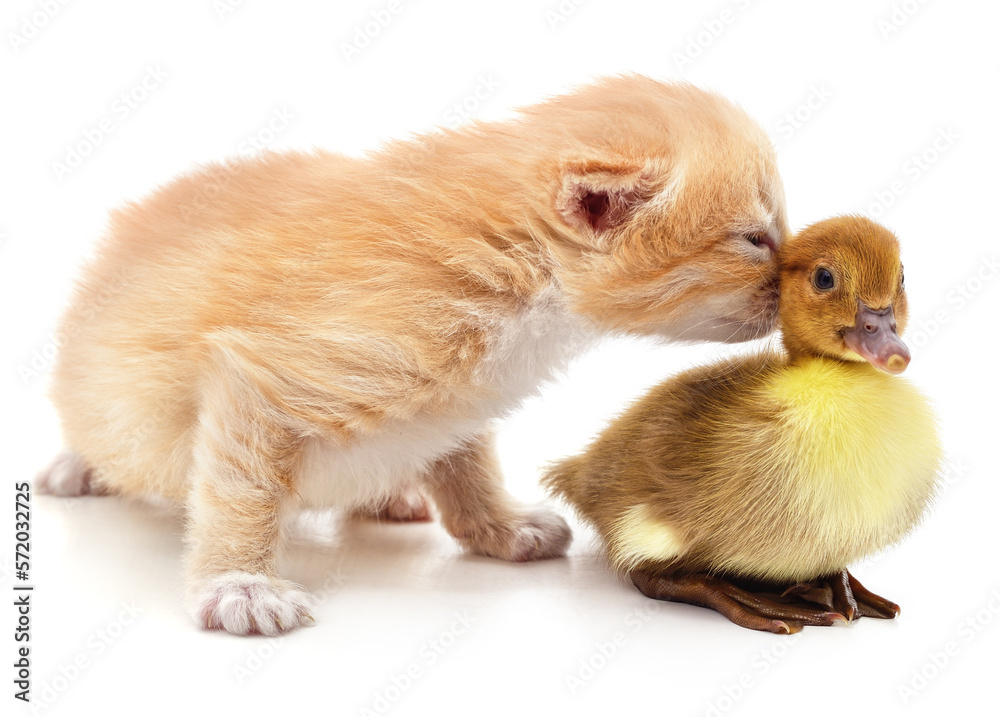Obraz premium Kitten and duckling.