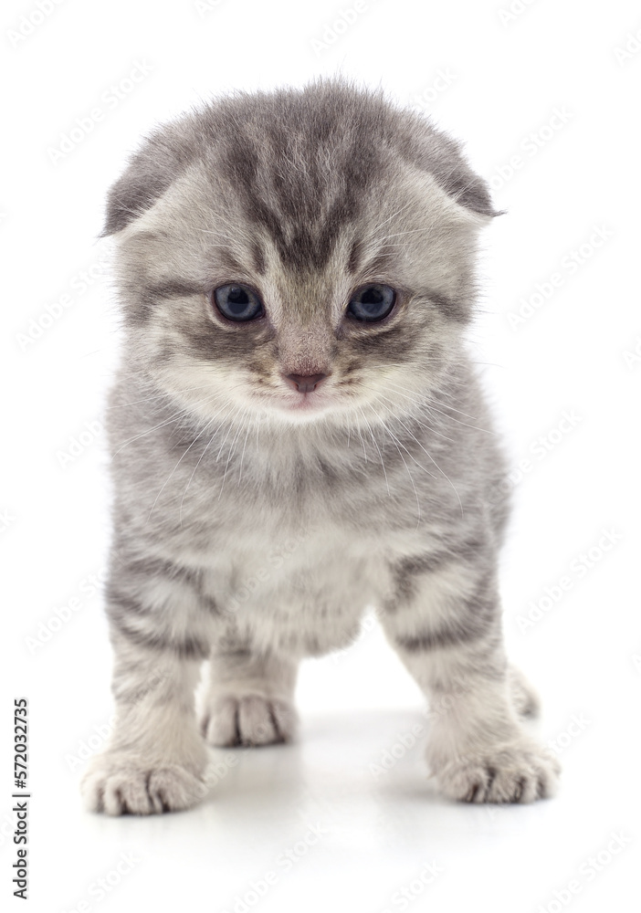 Obraz premium Gray beautiful kitten.