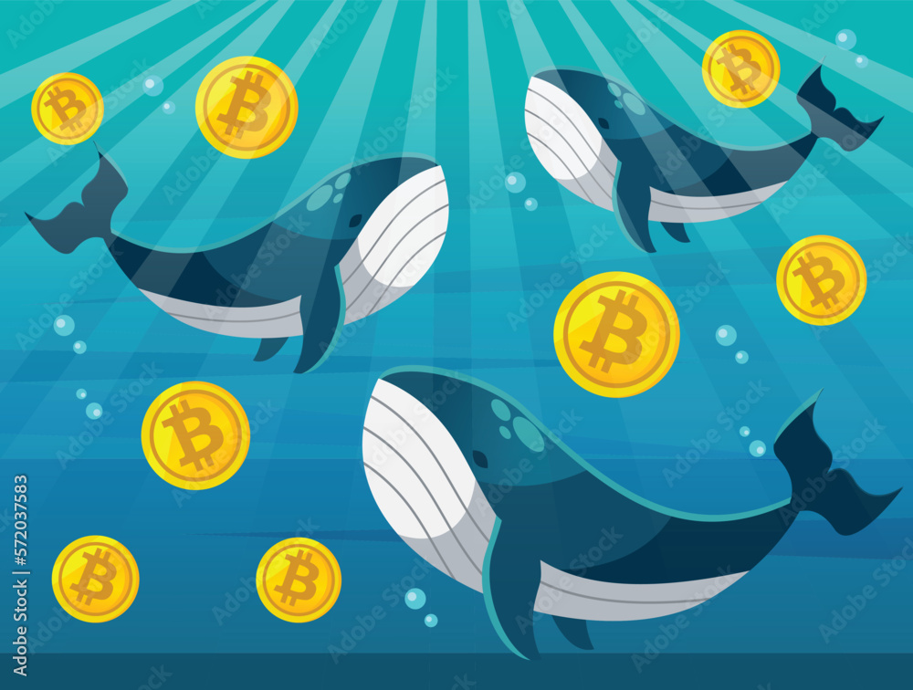 Cartoon vector flat design illustration of whale with bitcoin blockchain and NFT token. Bitcoin whale illustration with whale tail in ocean. Big investor, trader in cryptocurrency market. Cartoon vector flat design illustration of whale with bitcoin blockchain and NFT token. Bitcoin whale illustration with whale tail in ocean. Big investor, trader in cryptocurrency market.