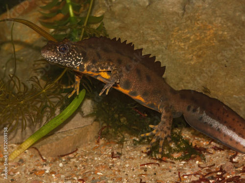 Closeup on a colorful male Triturus carnifex, Italian crested newt, underwater