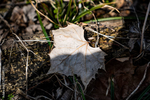 Autumn dead leaf on the ground