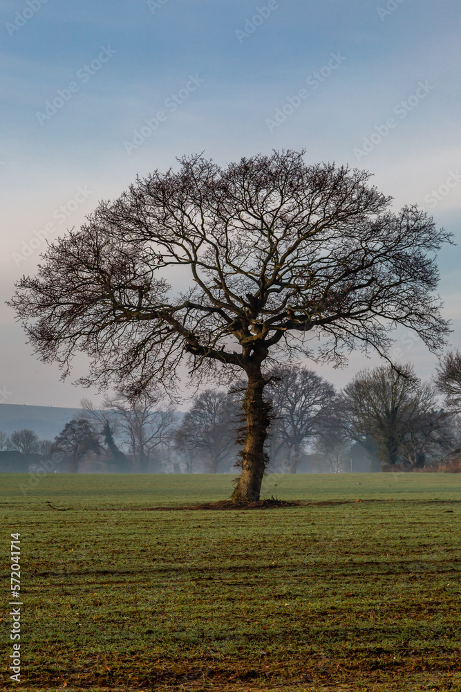 Fototapeta premium Trees in a field with early morning light on a misty morning