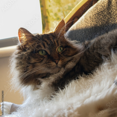 Photography Beautiful long haired tabby cat laying on its side, back lit and looking towards the camera