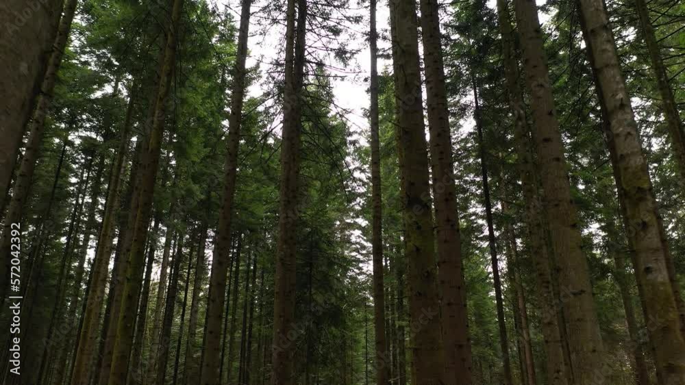 Slow flying between conifer trees in the woods. Drone shot. Slow flying between conifer trees in the woods. Drone shot.