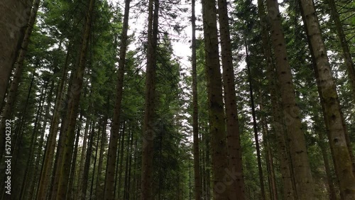 Slow flying between conifer trees in the woods. Drone shot.
