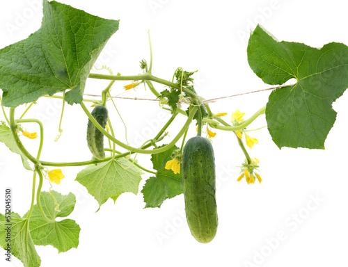 Cucumbers with leaves and flowers.
