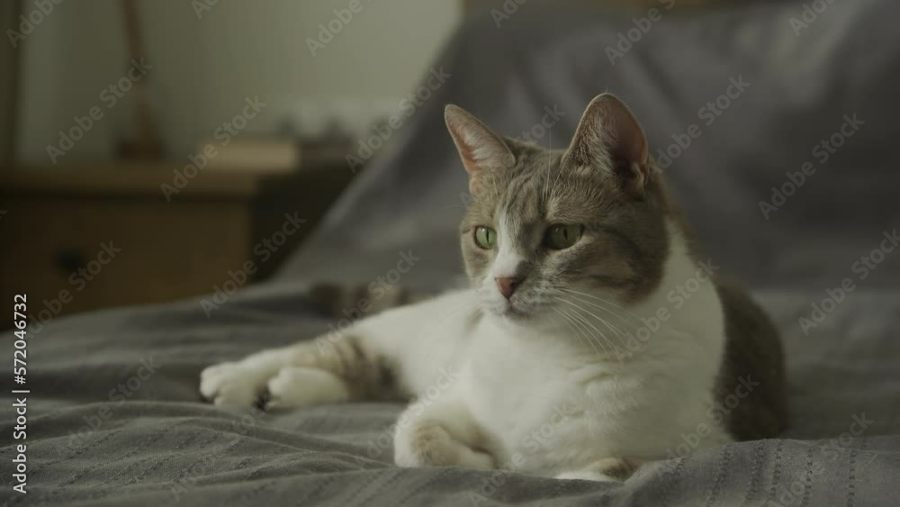Curious domestic cat close up relaxing on bed Curious domestic cat close up relaxing on bed