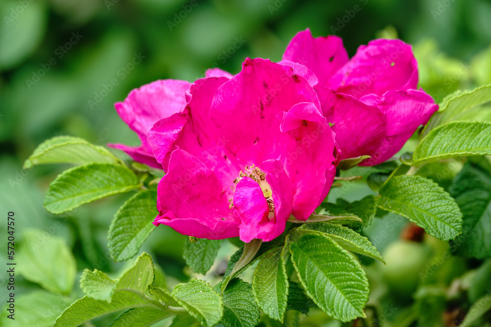 Blooming rosehip flower, beautiful pink flower on a bush branch. Beautiful natural background of blooming greenery. Blooming rosehip flower, beautiful pink flower on a bush branch. Beautiful natural background of blooming greenery.