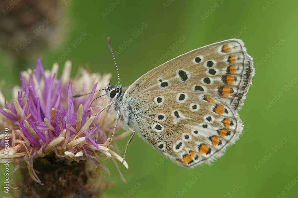 Closeup on a Icarus blue butterfly, Polyommatus icarus on a purple Centaurea flower Closeup on a Icarus blue butterfly, Polyommatus icarus on a purple Centaurea flower