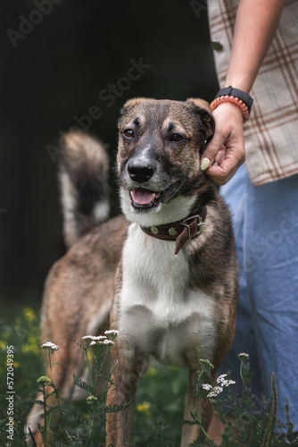 A gray mutt on a walk with a volunteer. Training and adaptation of the dog