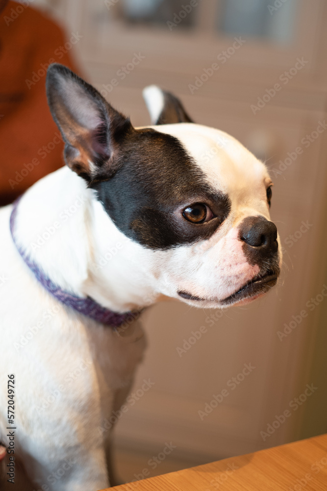 Portrait of a Boston Terrier. The dog is sitting indoors, her face is in profile.