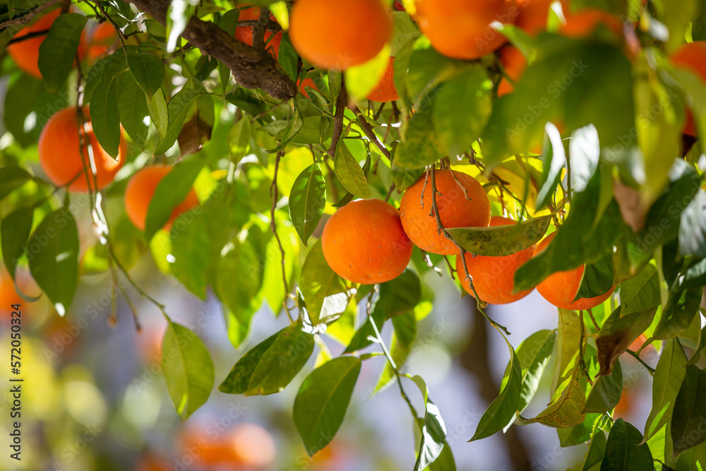 Obraz premium An abundance of Seville oranges on a tree, in the February sunshine