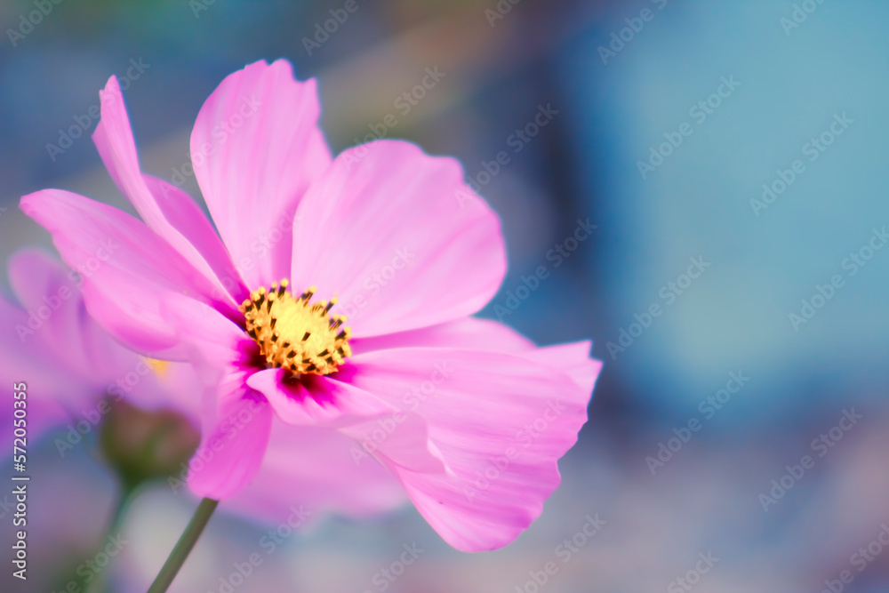 Fototapeta premium Beautiful, Pink Cosmo Flower in the Summer Sunshine with Blue Background - Background, Backdrop, or Wallpaper
