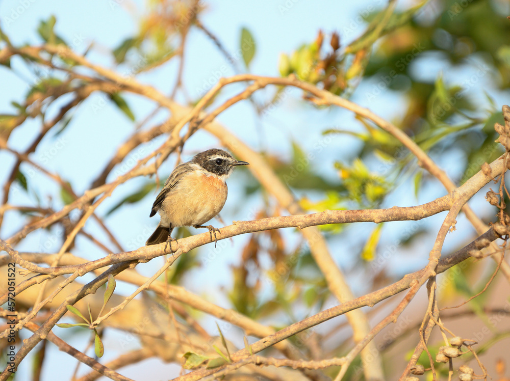 Close-up of a Canary stonechat in Fuerteventura Close-up of a Canary stonechat in Fuerteventura