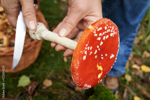 Picking and cleaning red fly agaric or amanita mushroom