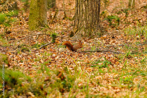 Wallpaper Mural squirrel in the woods Torontodigital.ca