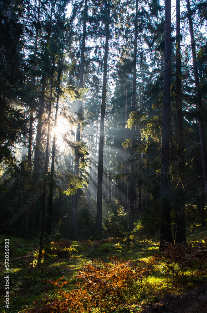 Obraz premium Las we mgle