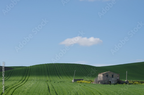 Spring in the countryside of lower Molise with the wheat still green  an old farmhouse  blue sky and some clouds to complete the scene