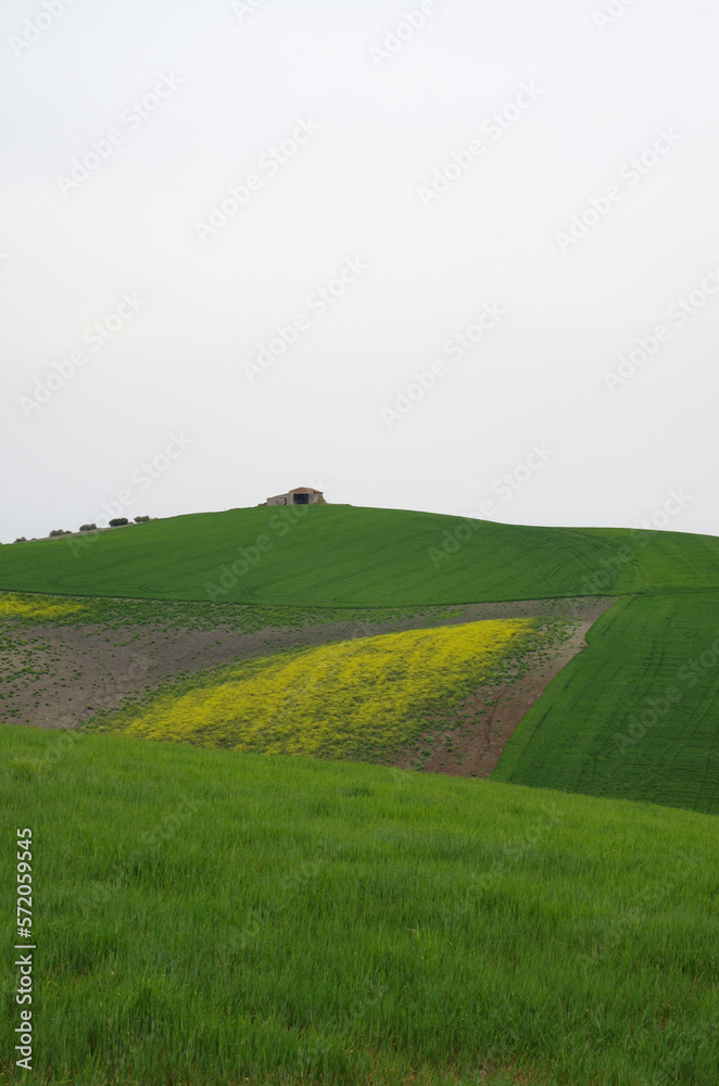 Naklejka premium Spring in the countryside of lower Molise with the wheat still green, an old farmhouse, the blue sky and the yellow of the wildflowers