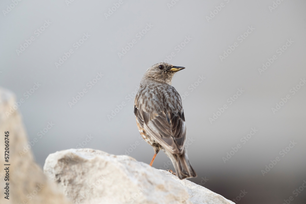 Alpine Accentor (Prunella collaris), a bird that lives at high altitude. Abruzzo, Italy. Alpine Accentor (Prunella collaris), a bird that lives at high altitude. Abruzzo, Italy.