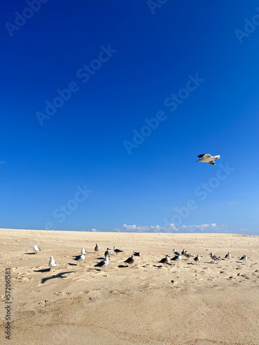 Seagulls on the beach on a sunny day 