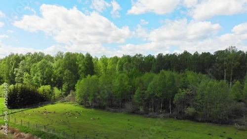 Aerial static scenic landscape forest view with deers enjoying grass outdoors in Lithuania countryside. Fauna and flora eastern europe, Lithuania in Baltics photo