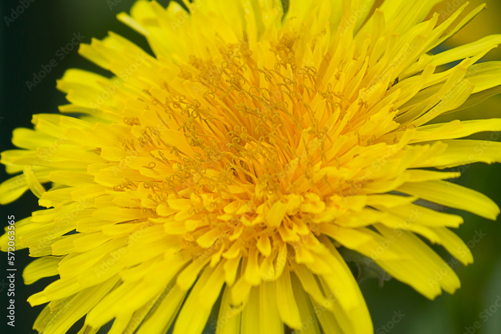 A yellow dandelion flower close-up against the green grass A yellow dandelion flower close-up against the green grass