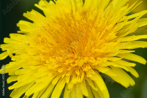 A yellow dandelion flower close-up against the green grass