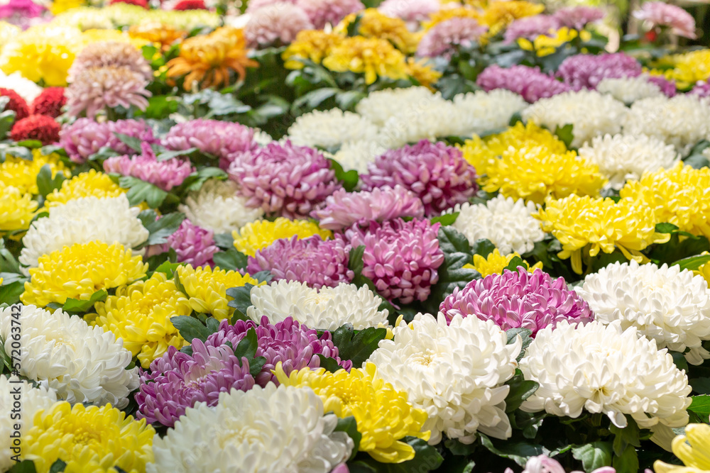 Lots of colorful chrysanthemums, selective focus