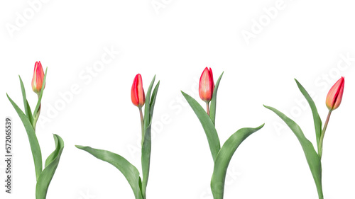 A set of tulips in different angles on a white background.