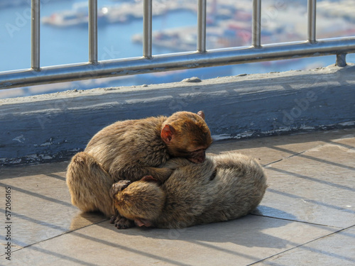 Two young macaques from Gibraltar playing and having fun.