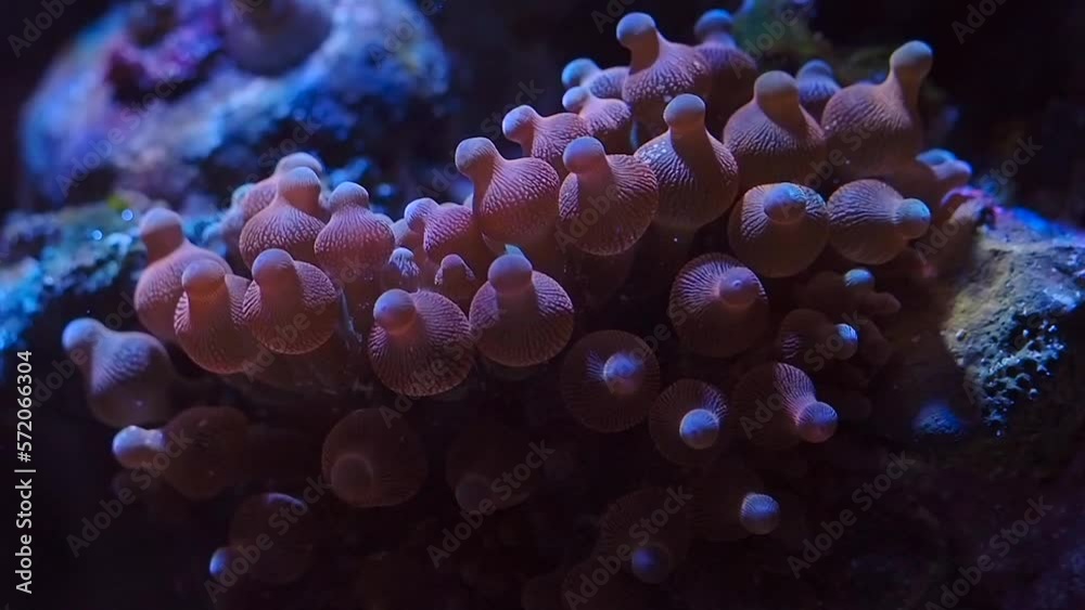 Bubble-tip anemone (Entacmaea quadricolor) in a reef tank Bubble-tip anemone (Entacmaea quadricolor) in a reef tank
