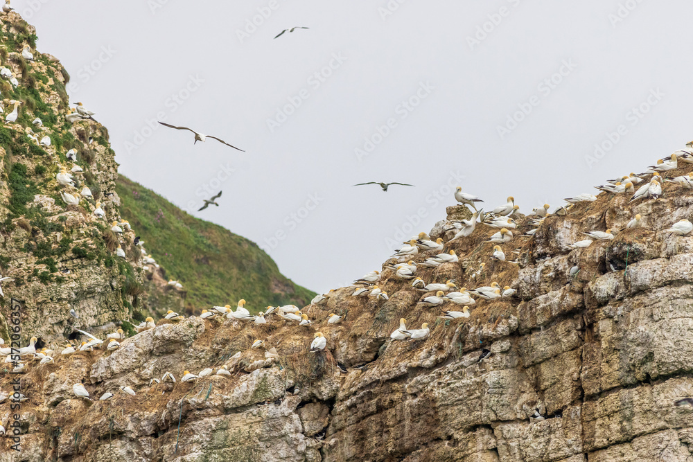 Seabird colony Seabird colony