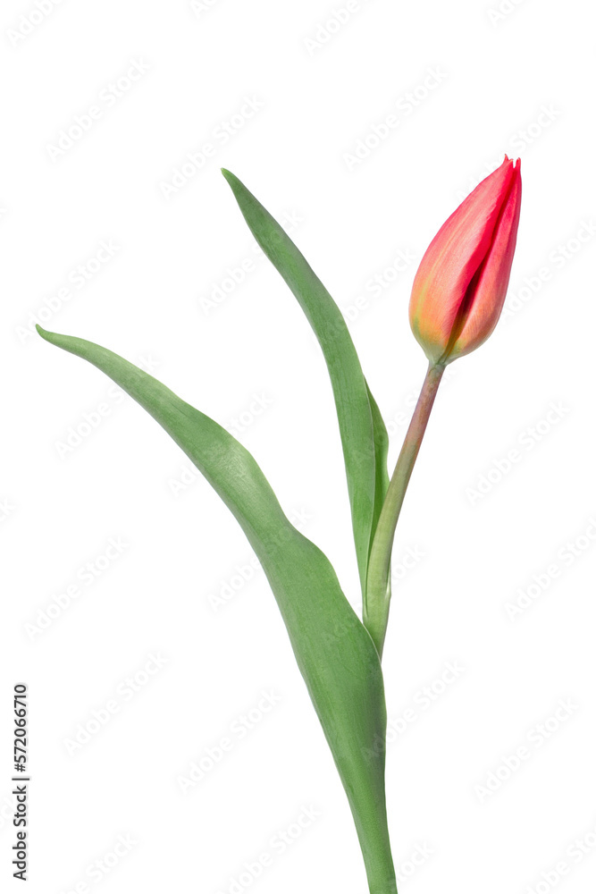 Tulip on a white background Tulip on a white background