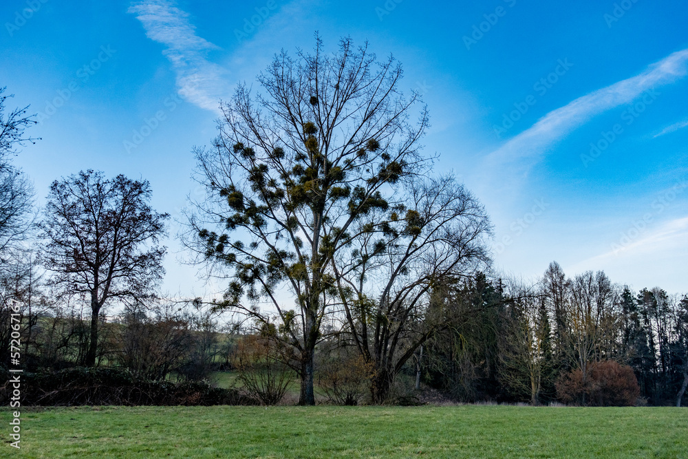 Baum mit vielen Misteln im Winter