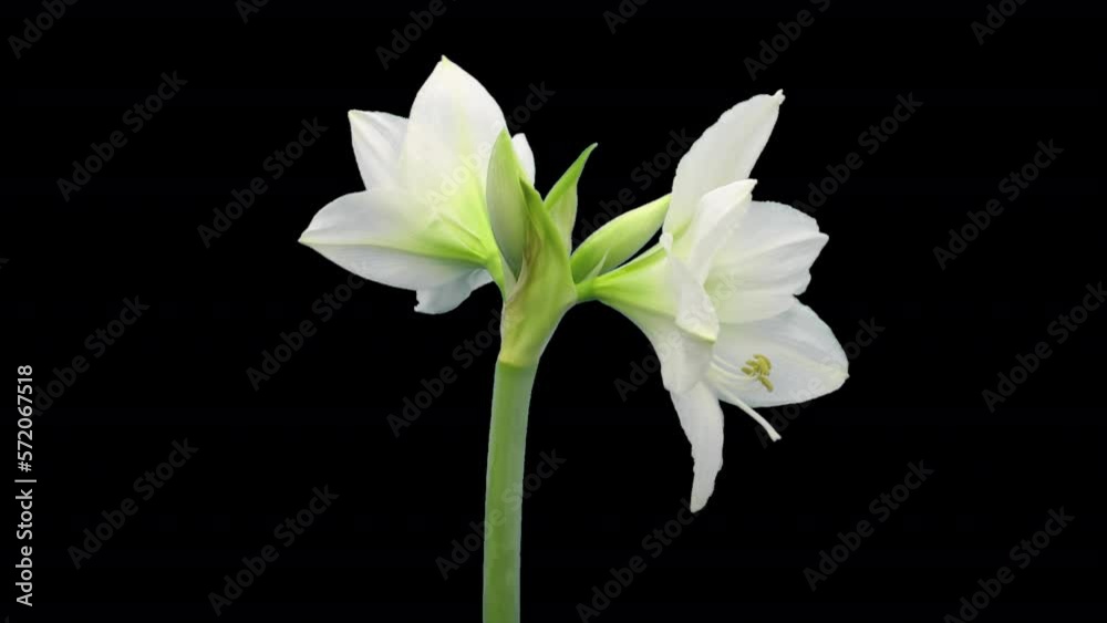 Time lapse of opening white Avalanche amaryllis with ALPHA transparency channel isolated on black background
