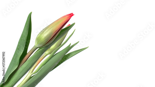 Tulips on a white background. green buds