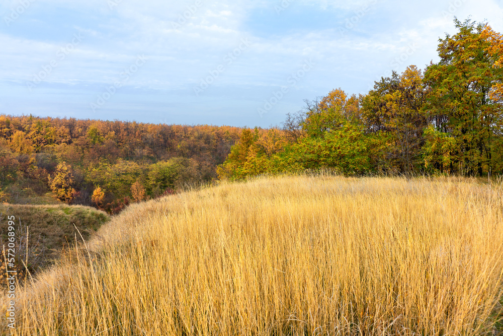 Fototapeta premium autumn forest landscape with a beautiful field of grass
