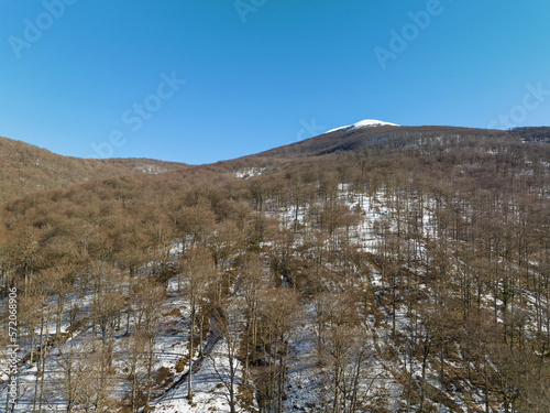 Beech forest in winter. Navarrese Pyrenees photo