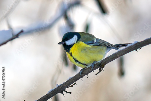 beautiful tit in winter on a tree branch © Stas