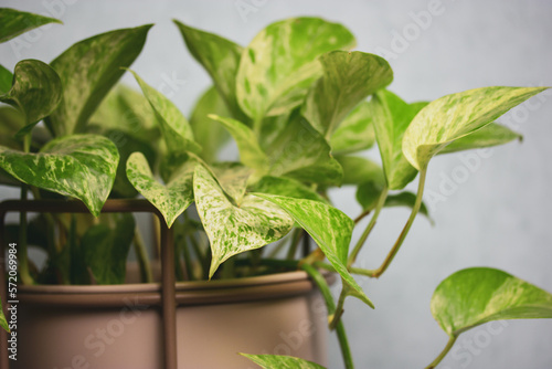 Epipremnum golden, Epipremnum aureum is a deciduous climbing plant of Araceae family. A plant with green heart-shaped leaves grown in a grey pot at home. Plant grows in stylish flower pot indoors.