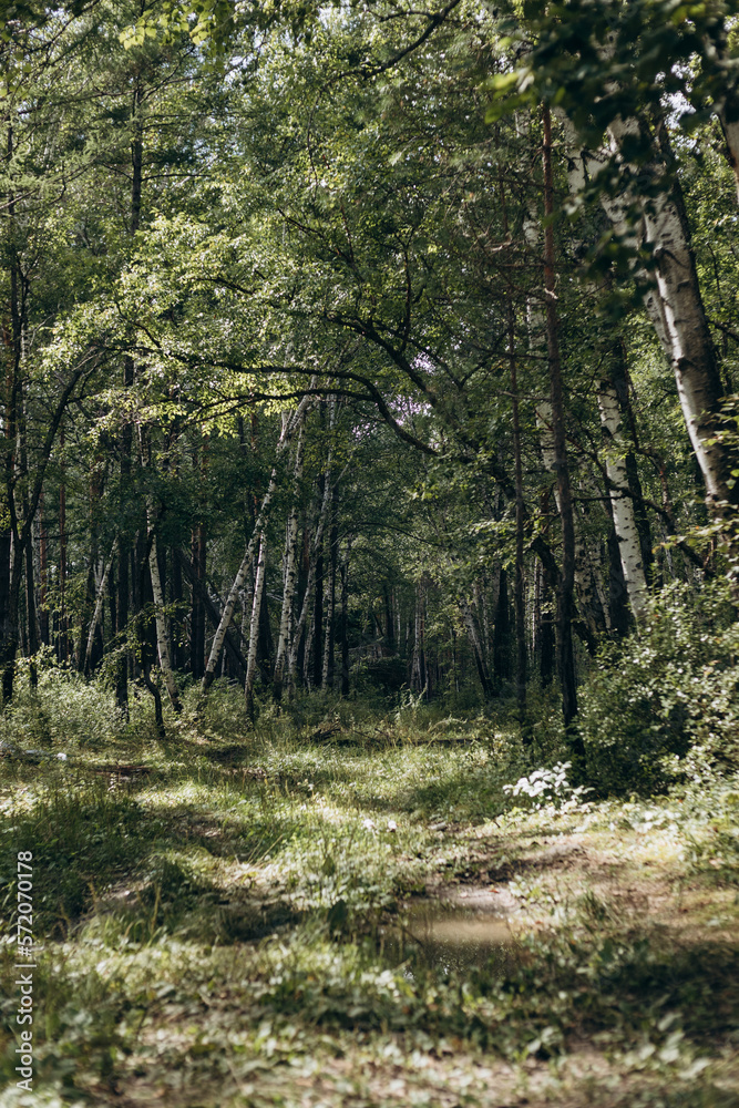 Fototapeta premium Walk in the forest in summer among beautiful greenery.
