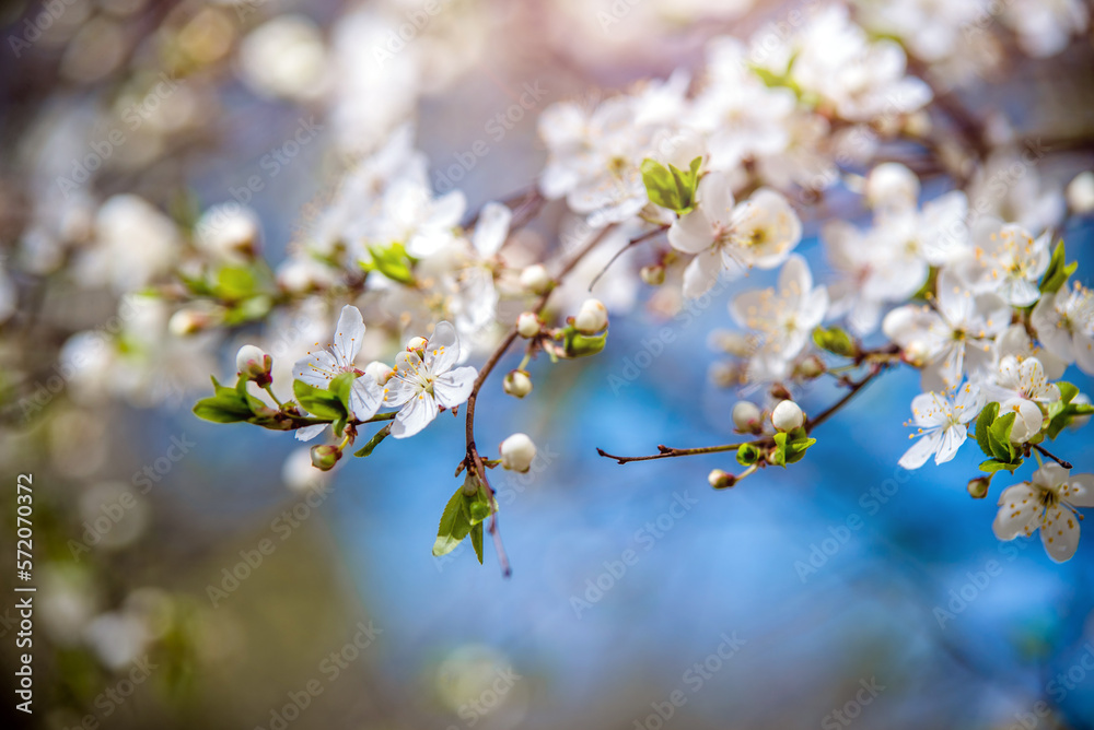 Cherry blossom branch in the garden in spring
Cherry blossom branch in the garden in spring