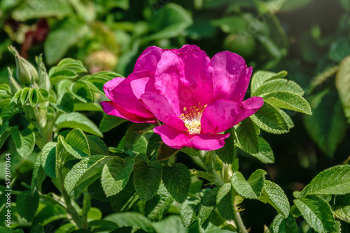 Blooming rosehip flower, beautiful pink flower on a bush branch. Beautiful natural background of blooming greenery.