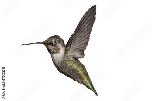Costa's Hummingbird (Calypte costae) Photo, in Flight on a Transparent Background