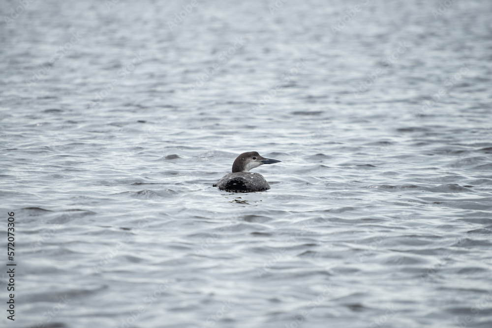 Common Loon Swimming Out Into The Bayou. Southeast Louisiana. February 2023. Common Loon Swimming Out Into The Bayou. Southeast Louisiana. February 2023.