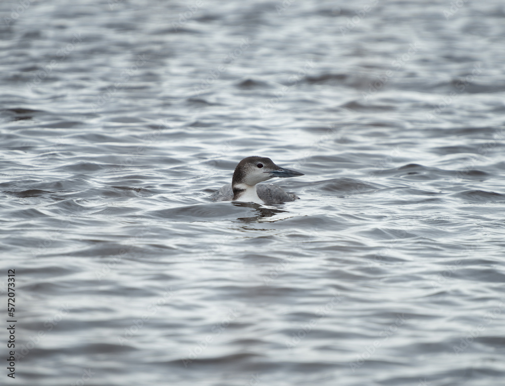 Common Loon Coming Up From A Dive In The Bayou. St Tammany Parish Louisiana.