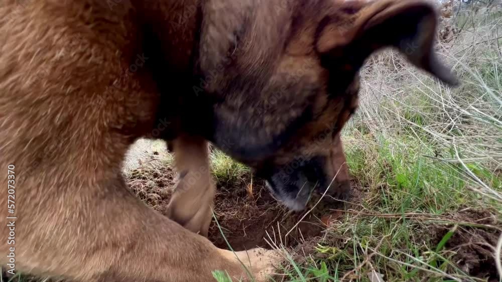 video of a dog searching and digging for truffles